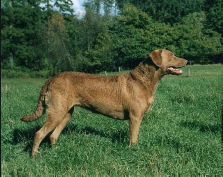 Holckenhus' Copyright | Chesapeake Bay Retriever 