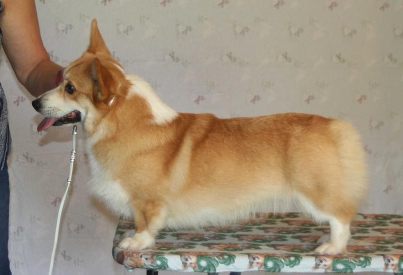 Tamera's Seeking The Gold | Pembroke Welsh Corgi 