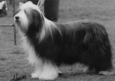 snowmead senator | Bearded Collie 