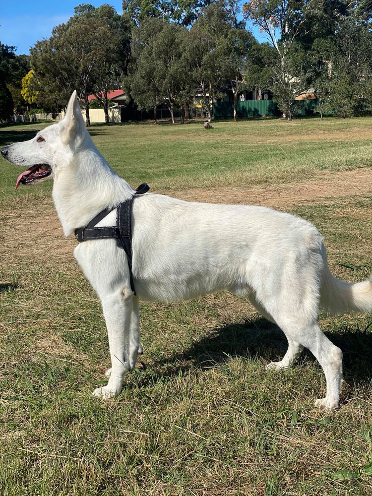 Malachite Bronze Chimera | White Swiss Shepherd Dog 