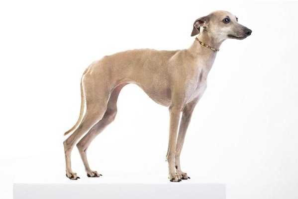 Optimus Vertragus Circe | Italian Greyhound 