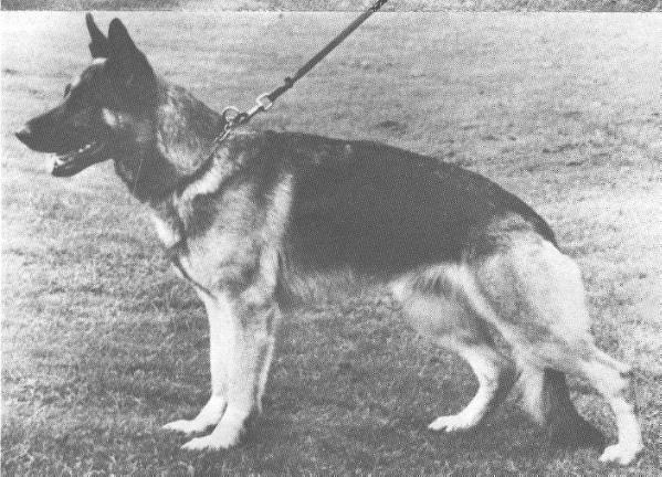 Amanda aus Nordrheinland | German Shepherd Dog 