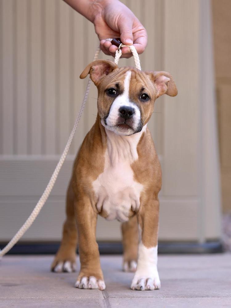Liberty's Good Golly Miss Dolly | American Staffordshire Terrier 