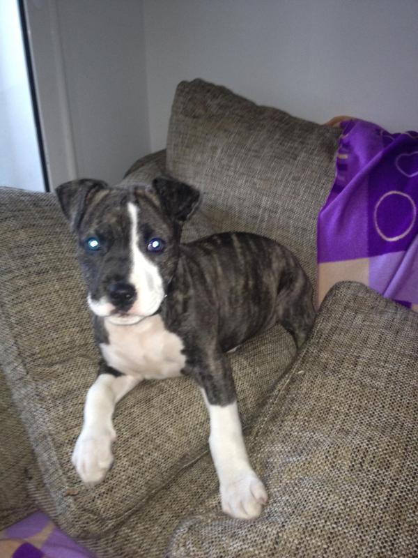 HODY | American Staffordshire Terrier 