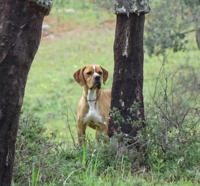 Jingão do Vale Ferro | Portuguese Pointer 