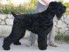 Rozal Ratha Ot Zenitsa Oka | Black Russian Terrier 