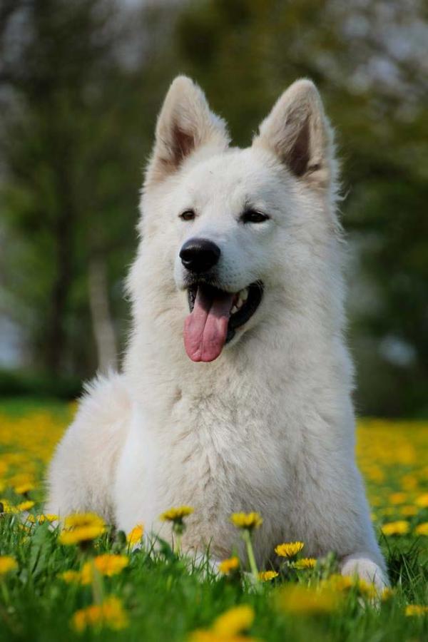 Duncan Lord of Celtic's vom Weissen Adel | White Swiss Shepherd Dog 