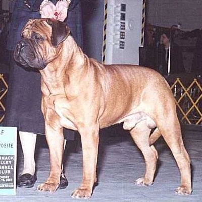 BLACKSLATE SUPER MARIO | Bullmastiff 