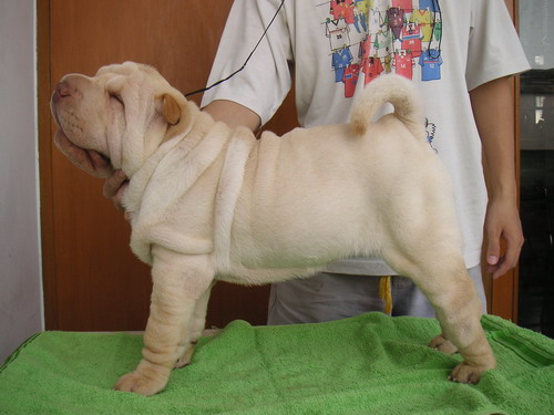 Brenda Von Sukamulya | Shar-Pei 