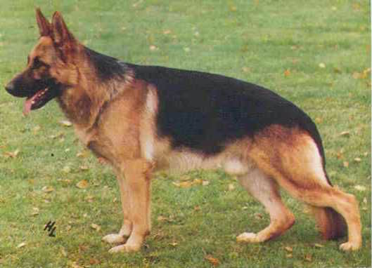 Fedor von Arminius | German Shepherd Dog 