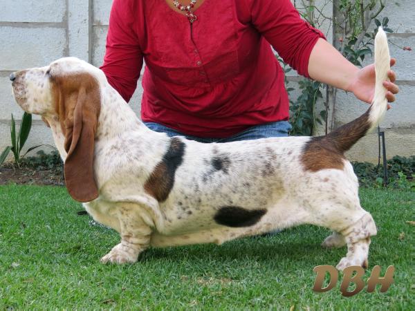 MiDestino  Biancaneve | Basset Hound 