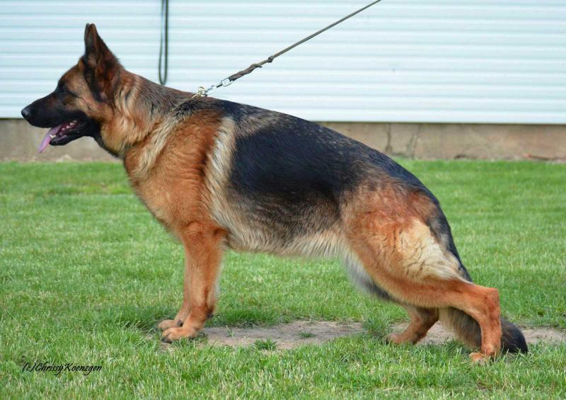 Tascha vom Heveling | German Shepherd Dog 