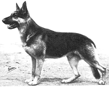 Pfeffer von Bern | German Shepherd Dog 