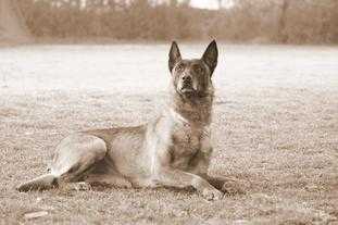 Diva vom Drachenherz | Belgian Malinois 