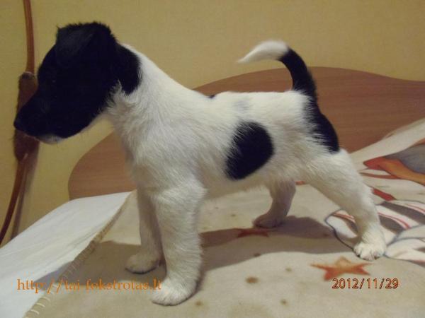 Kivis tai fokstrotas | Smooth Fox Terrier 