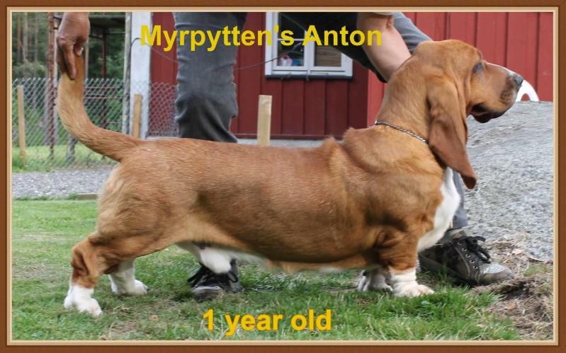 Myrpytten's Anton | Basset Hound 