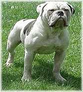 My Bulldogges' Brodacious Brody | Olde English Bulldogge 