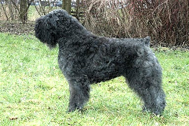 Miba Shyreen v.d. Nevelhoeve | Bouvier des Flandres 