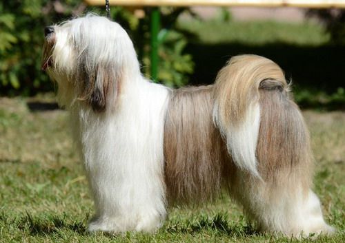 Falamandus nordic vintage | Tibetan Terrier 