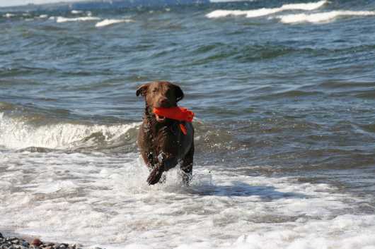 Holckenhus' Go for It! | Chesapeake Bay Retriever 