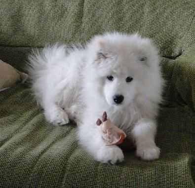 JARPEN HONEY The Glow of The Snowy Star | Samoyed 