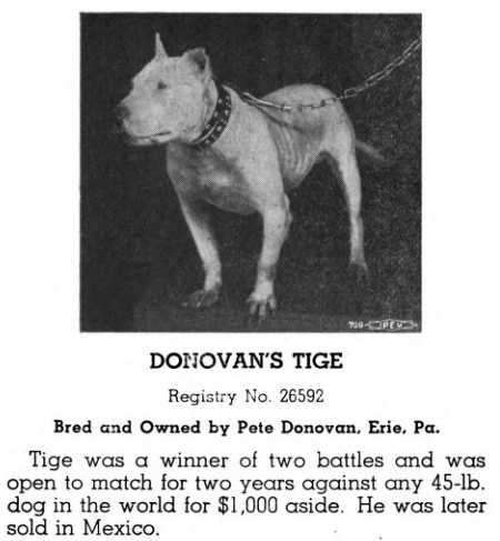 Donavan's Tige (26592) | American Pit Bull Terrier 
