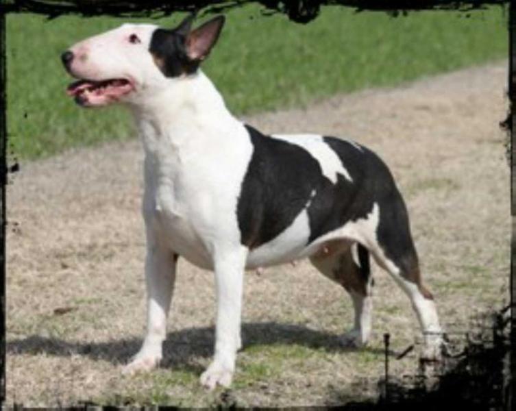 Circe | Bull Terrier 