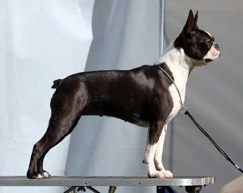 Zealbeat's Barbabietola | Boston Terrier 