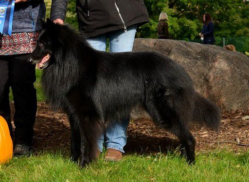 Espen de Bruine Buck | Belgian Groenendael 