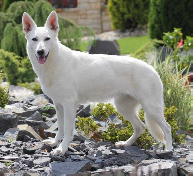 Arnie of Aiwak´s Paradise | White Swiss Shepherd Dog 