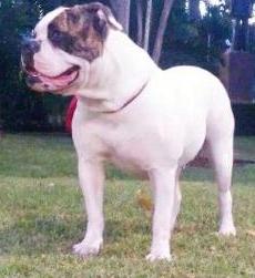 Roots Bully Bruma | Olde English Bulldogge 