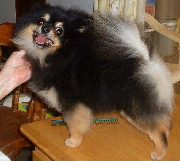 M-J's Song of the South | Pomeranian 