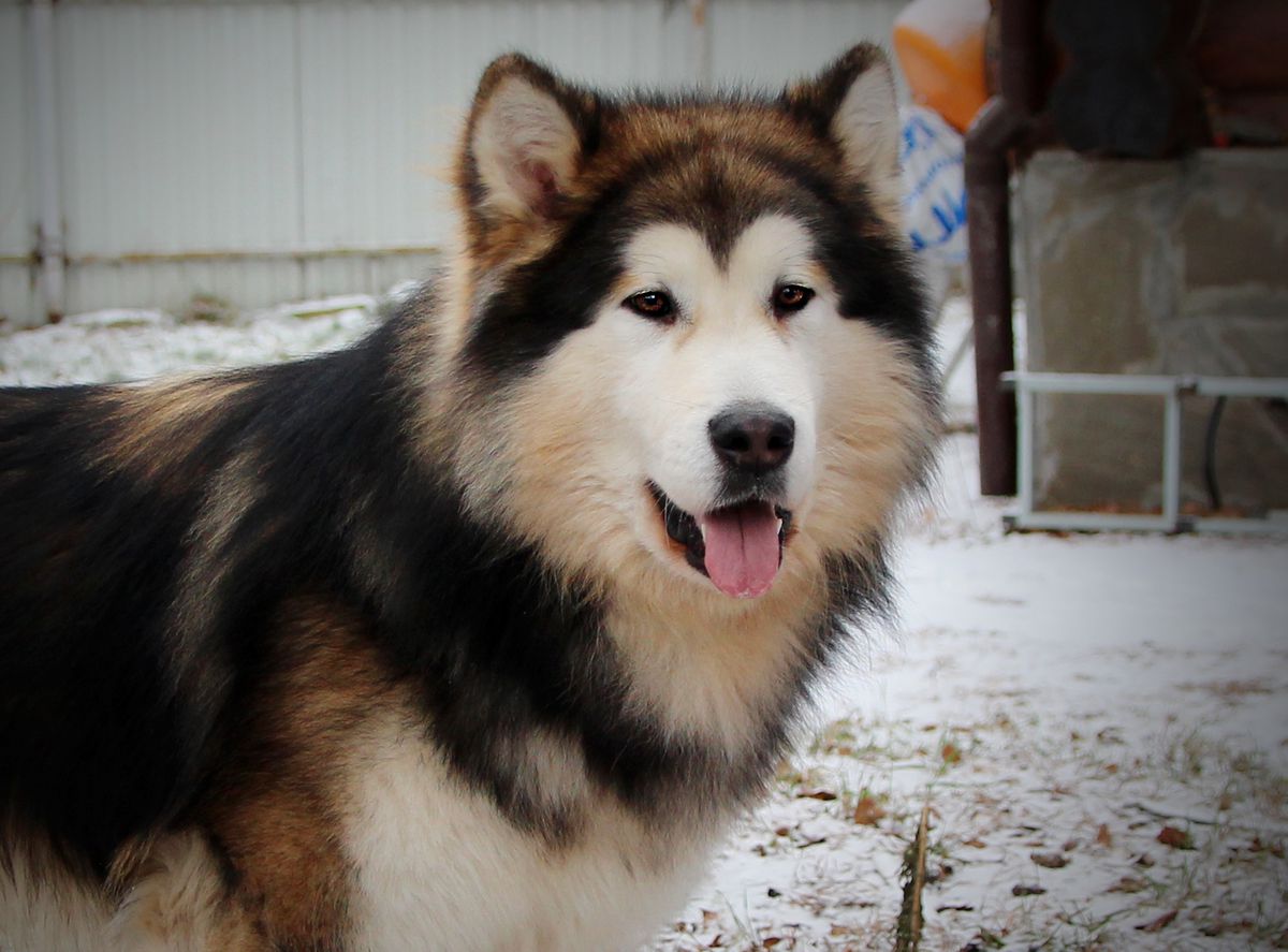 Lucas Largamente Esperado from Konev-Bor | Alaskan Malamute 