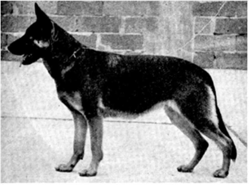 Gissa vom Busecker Schloß | German Shepherd Dog 