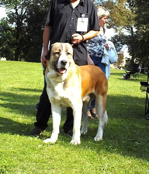 Miyat iz Bazhova | Central Asian Shepherd Dog 