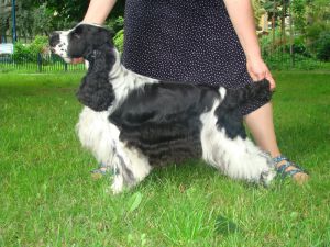 Silver flame z petrovy palenky | English Cocker Spaniel 