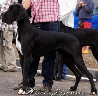 Dinh Van de la Benjamine | Great Dane 