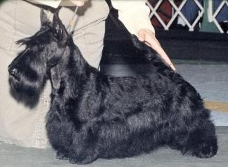 Maryscot Painted Black | Scottish Terrier 
