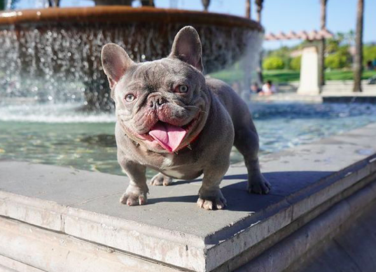 French Row Pharaoh | French Bulldog 