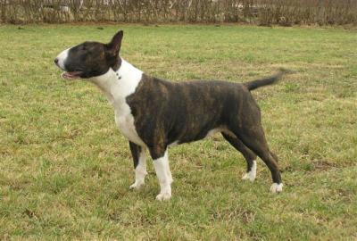 Arcanum Kizzmet | Bull Terrier 