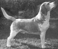 Samwella Luther of Serenaker | Beagle 