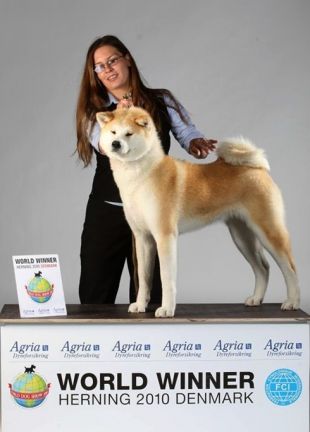 HAGANISSHOU Halne Wzgorze | Akita 