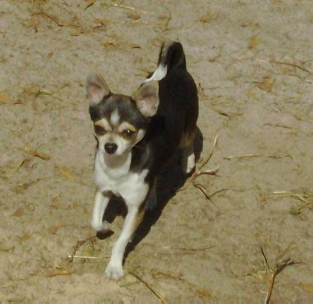 A-Maize-Ing Zorita | Chihuahua 