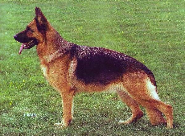 Nathalie von der Wienerau | German Shepherd Dog 