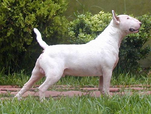 Kilacabar Kold As Ice | Bull Terrier 