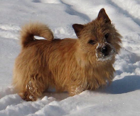 Abraxas Joschka | Norwich Terrier 