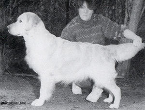 Ritzilyn Tickled Pink | Golden Retriever 