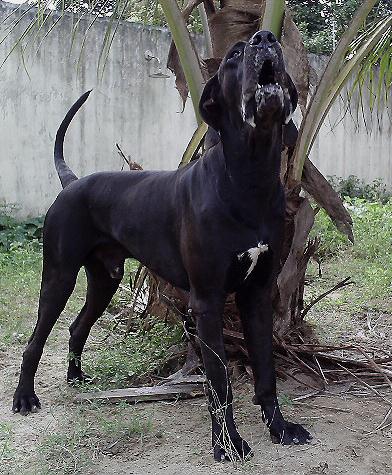 Irus Pt/Az of Dream Makers | Great Dane 