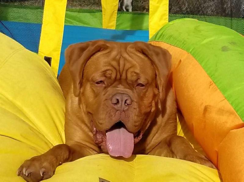 Sasha Chien De Garde | Dogue de Bordeaux 