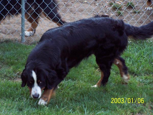 Corbetts  Brandie Wine | Bernese Mountain Dog 